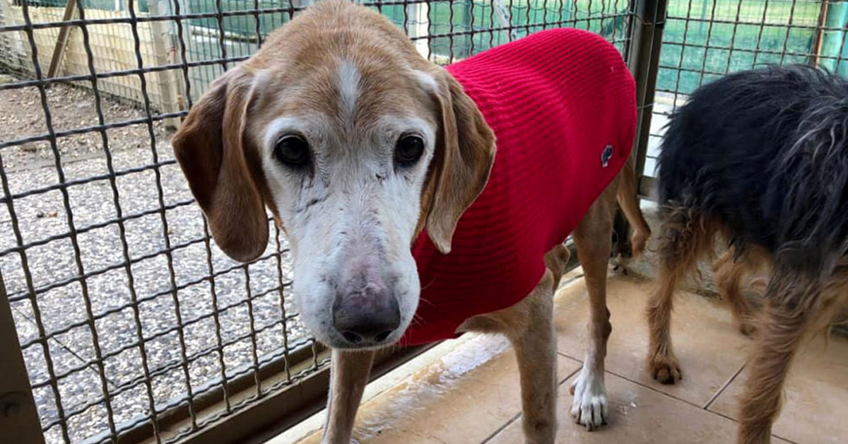 Forlì: cane abbattuto in canile, ma c’era una richiesta di adozione