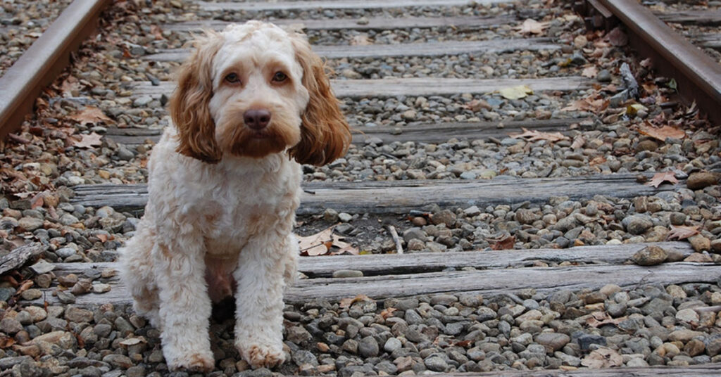 Cane abbandonato