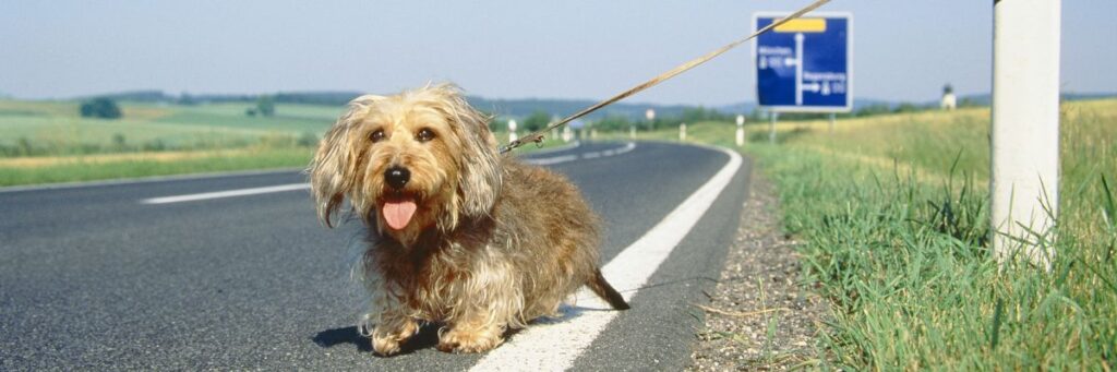 Cane abbandonato per la strada