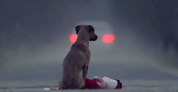 Cane abbandonato per strada