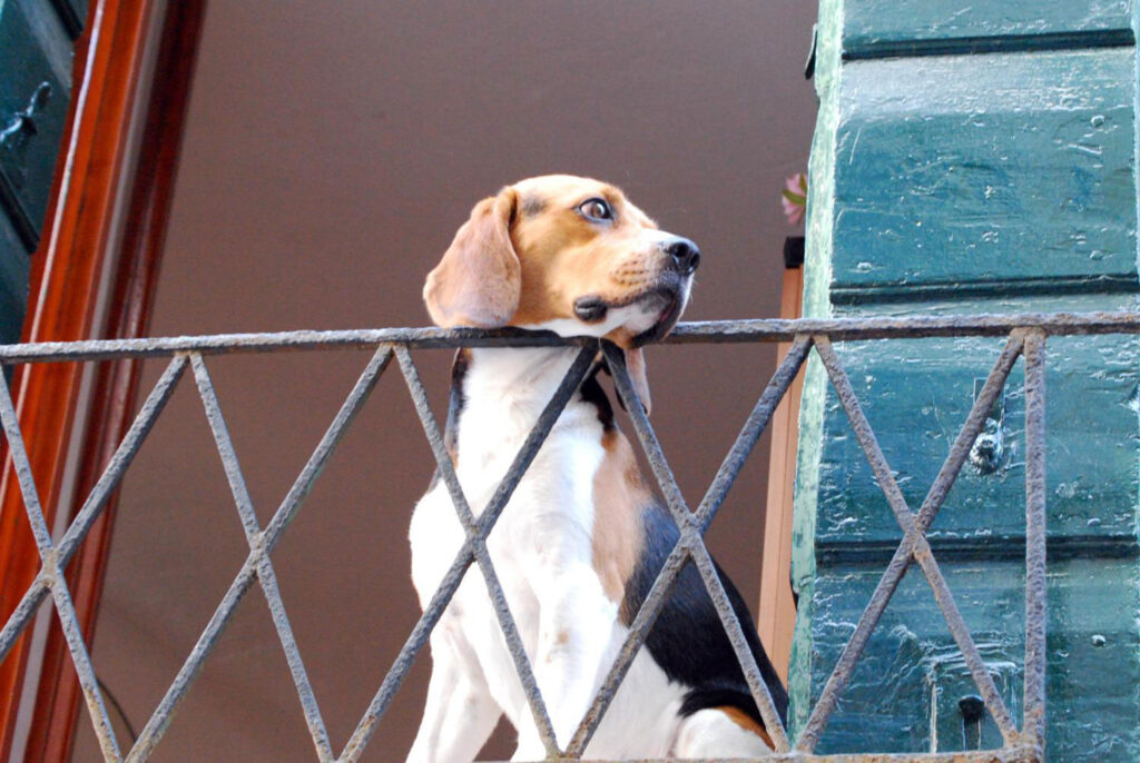 Cane affacciato al balcone