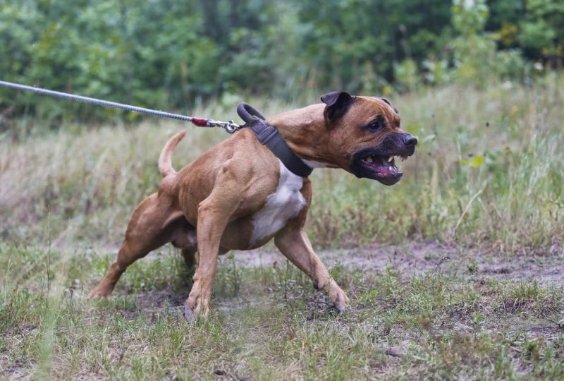 Cane al guinzaglio che abbaia