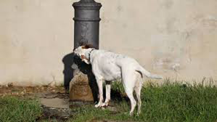 Cane beve da una fontanella pubblica