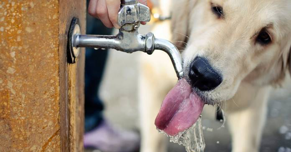 Orta di Atella: i cani non potranno più bere dalle fontane pubbliche