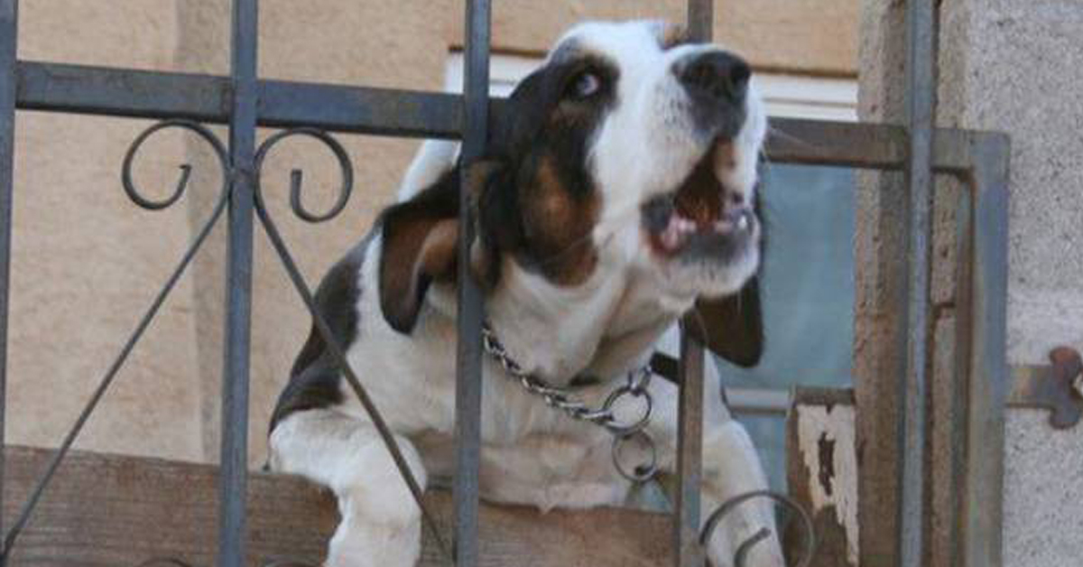 Biella: cane lasciato sul balcone con lo scotch attorno al muso per non farlo abbaiare