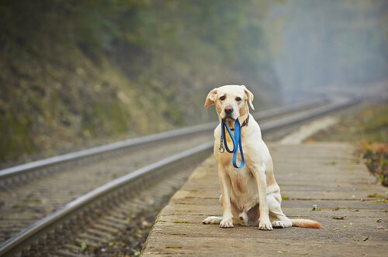 Cane che aspetta il treno