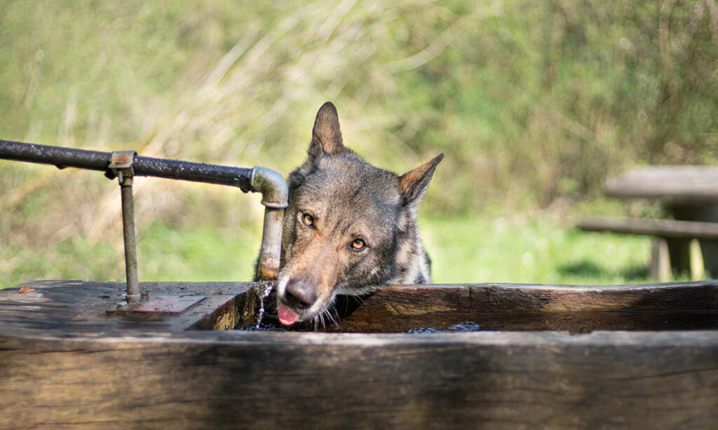 Cane che beve