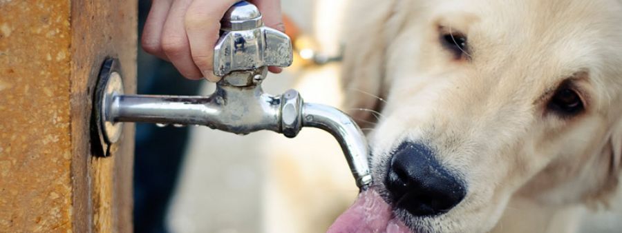 Cane che beve da una fontana