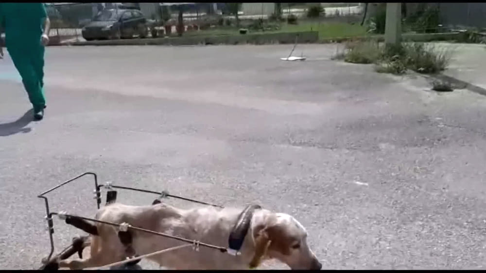 Cane che cammina con un carrellino