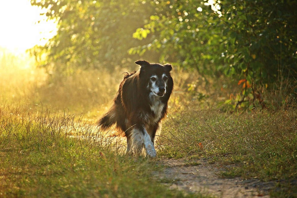 Cane che cammina in un sentiero