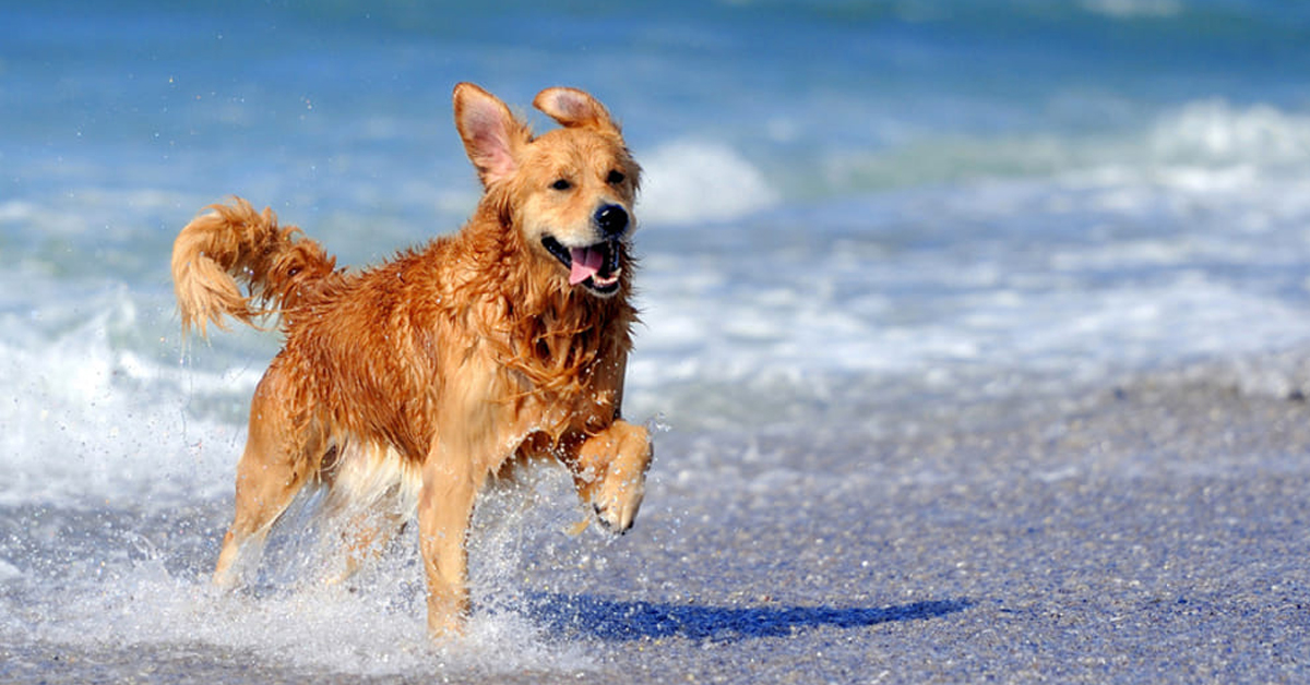 Puglia: in arrivo importanti limitazioni all’ingresso dei cani in spiaggia