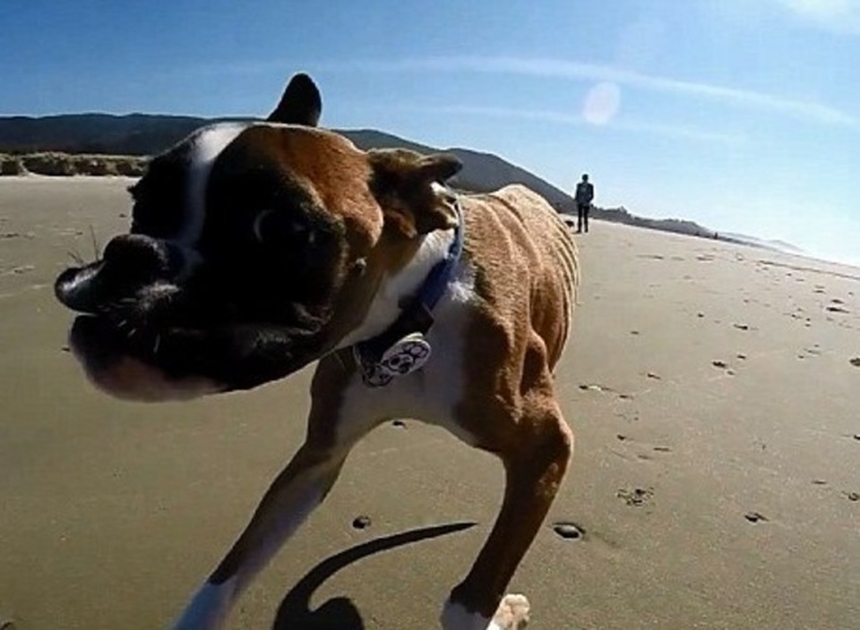 Cane che corre in spiaggia