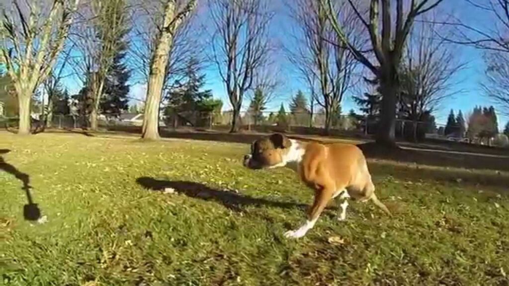 Cane che corre su un prato su due zampe