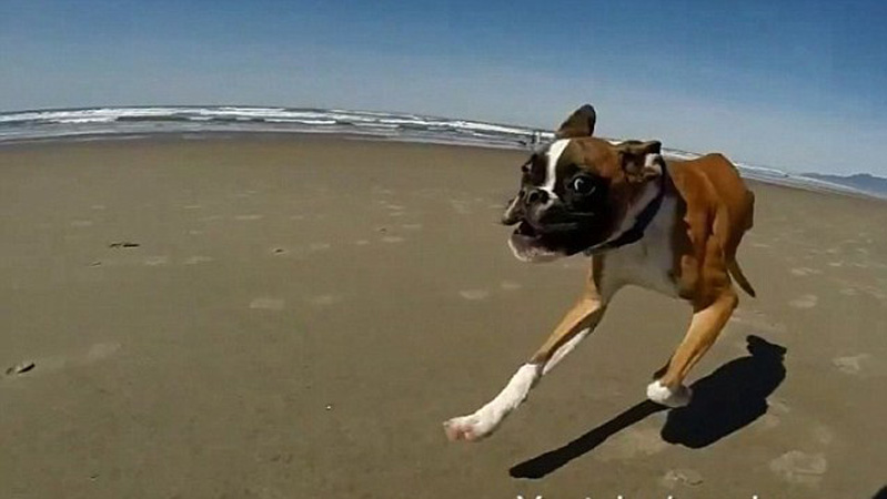 Cane che corre su una spiaggia