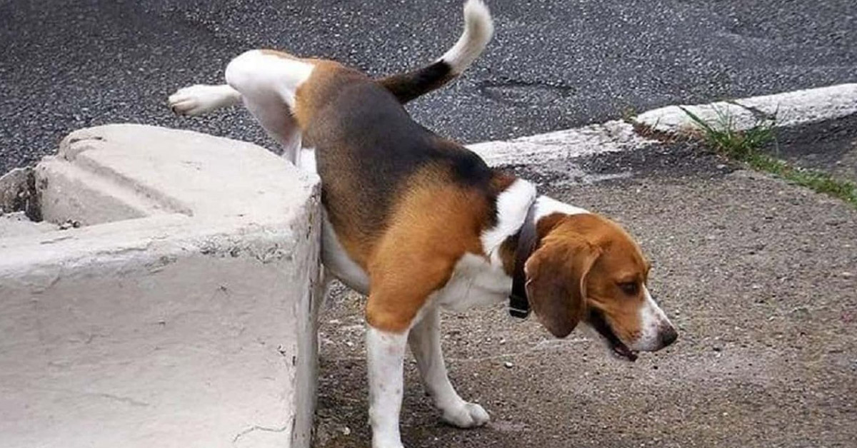 Genova: scatta l’obbligo di pulire la pipì dei cani per la strada