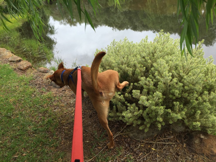 Cane che fa pipì in un cespuglio