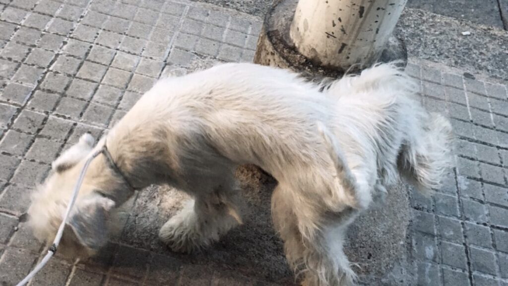 Cane che fa pipì per strada