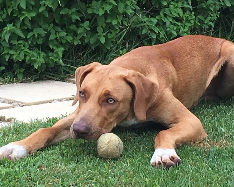 Cane che gioca con una pallina