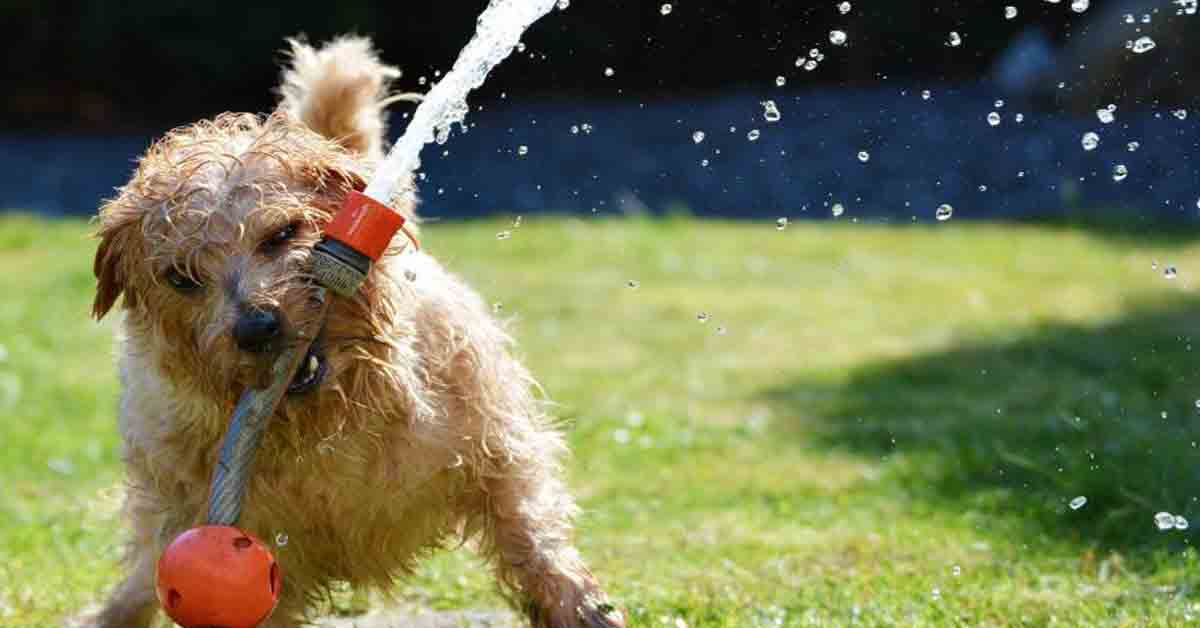 Padova: bocconi avvelenati in giardino, il cane non ce l’ha fatta