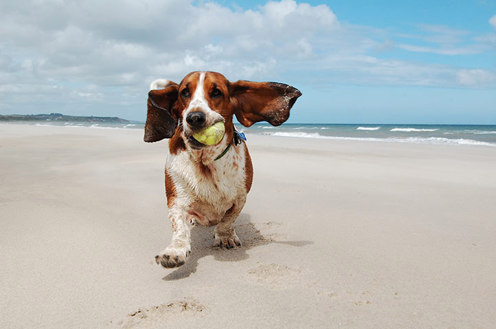 Cane che gioca in spiaggia con una pallina