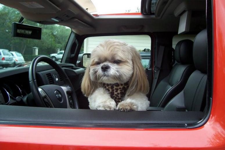 Cane che guarda fuori da un finestrino