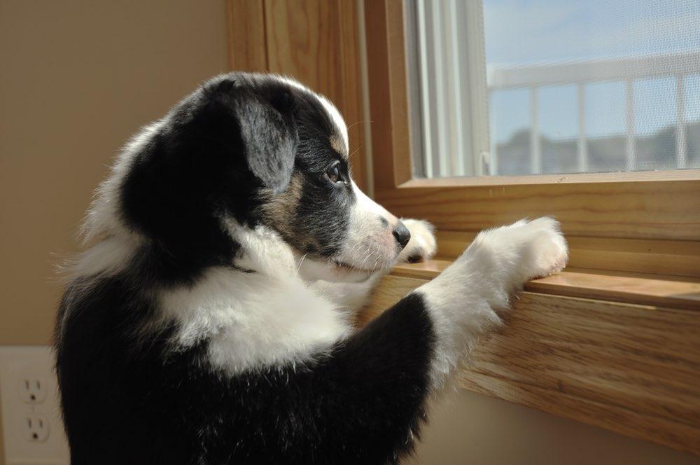 Cane che guarda fuori dalla finestra