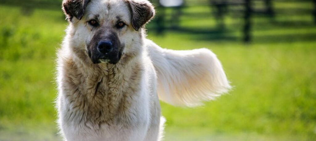 Cane che osserva