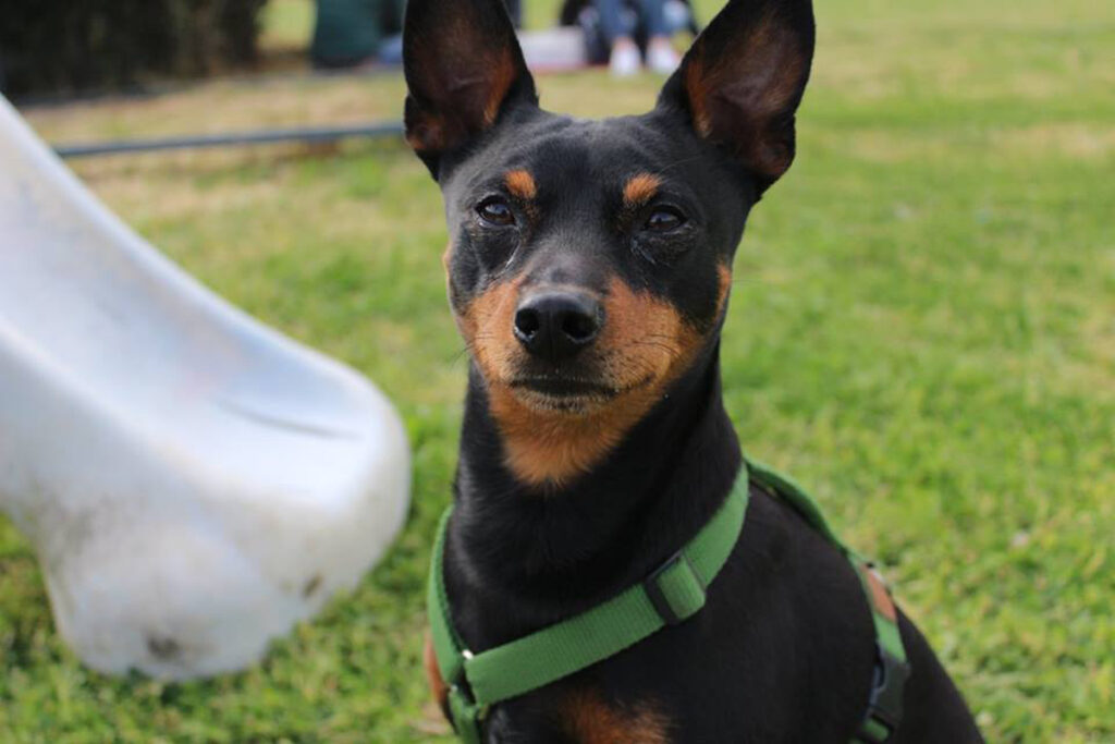 Cane che osserva