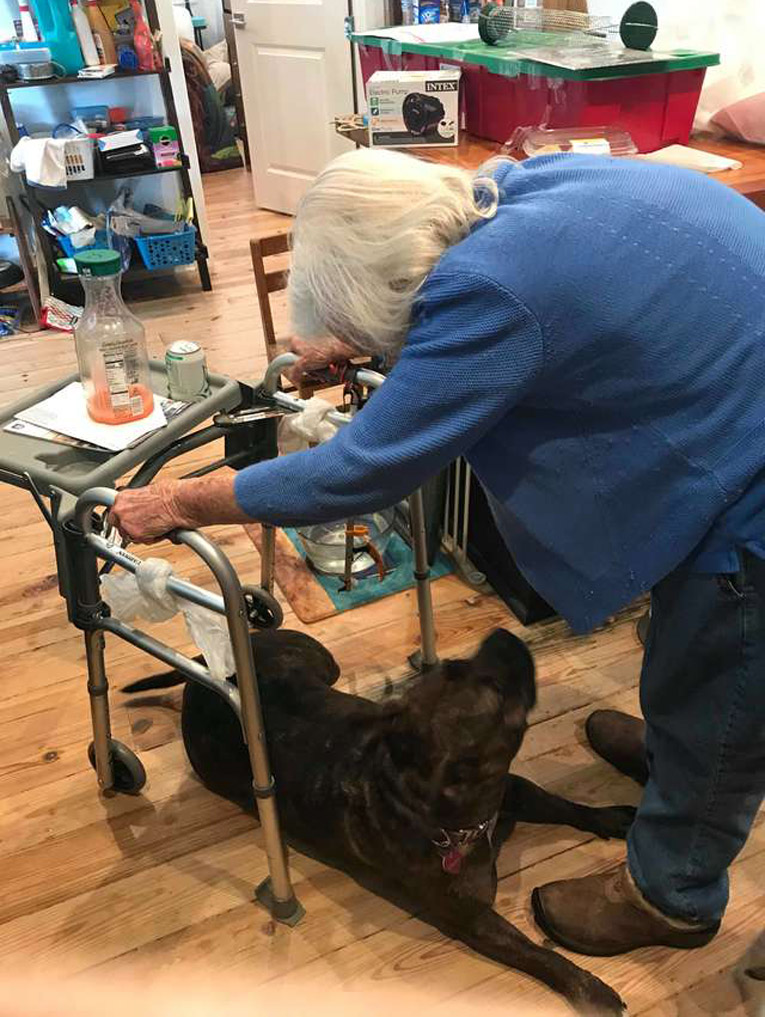Cane che presta aiuta alla proprietaria anziana