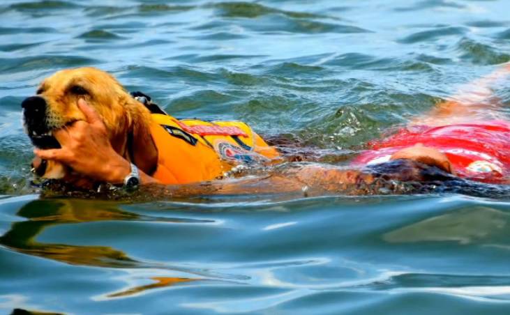 Cane che salva una persona in acqua
