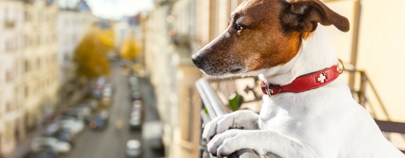 Cane che si affaccia ad un balcone