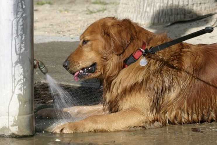 Cane che si rinfresca in una fontanella