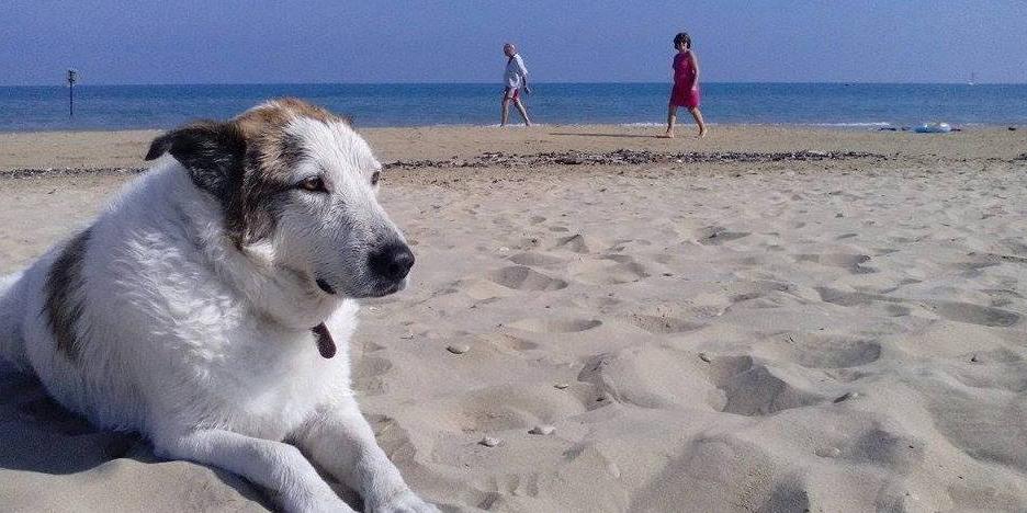Cane che si riposa in spiaggia