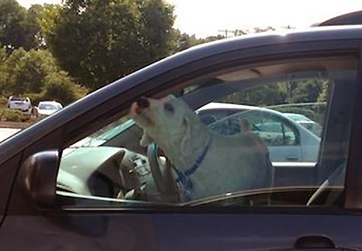 Cane che soffre dentro un'auto