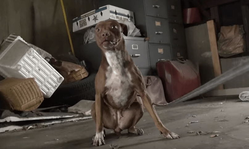 Cane che vive in un garage