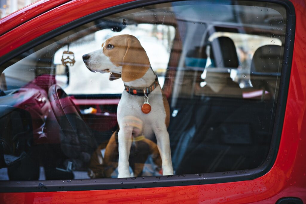 Cane chiuso in auto