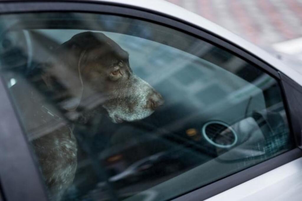 Cane chiuso in auto