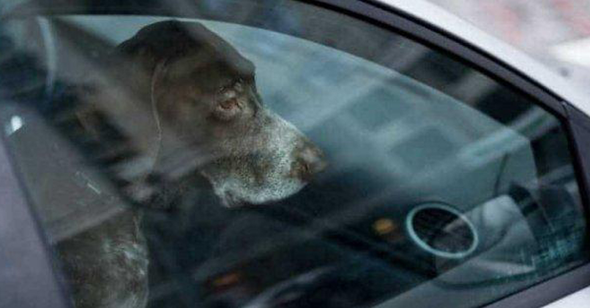 Sacile (PN): cane lasciato in auto per andare a fare la spesa