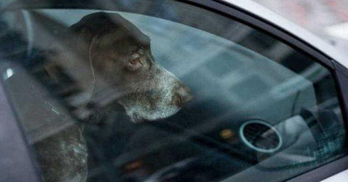Sarzana: cane chiuso in auto, il padrone aggredisce gli agenti