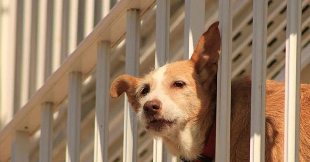 Cane chiuso in balcone