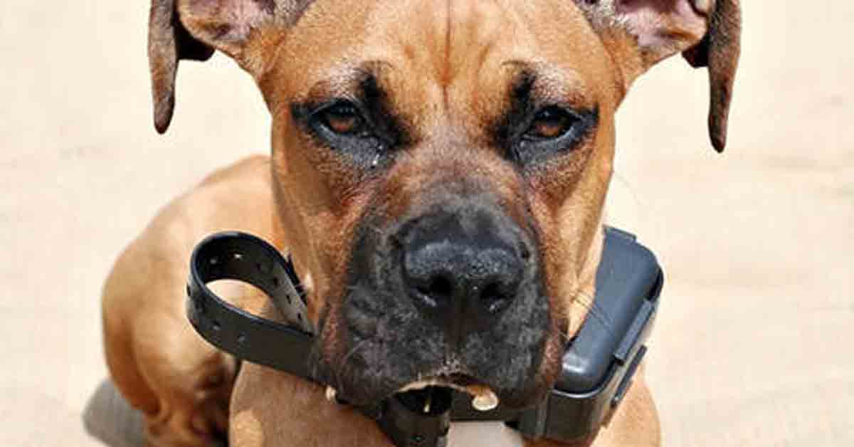 Nichelino: cane con collare elettrico per impedirgli di abbaiare