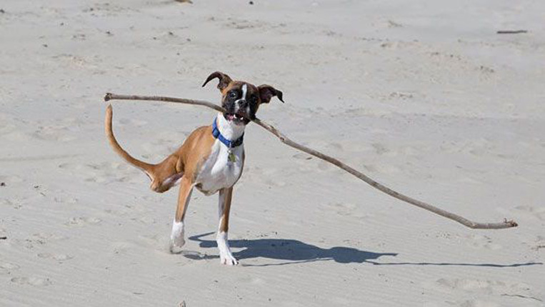 Cane con due zampe in spiaggia