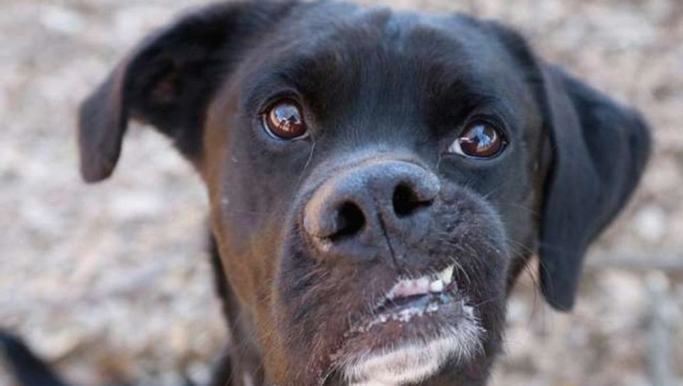 Cane con il muso storto