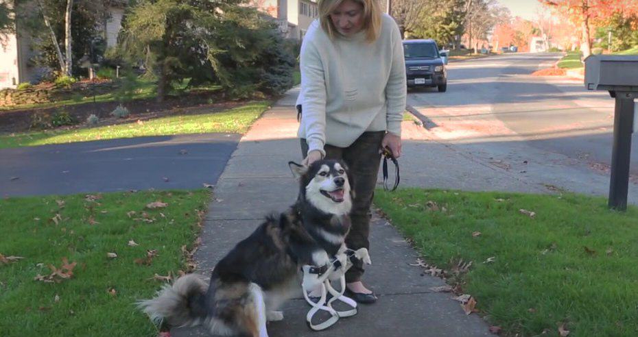 Cane con protesi insieme alla sua proprietaria