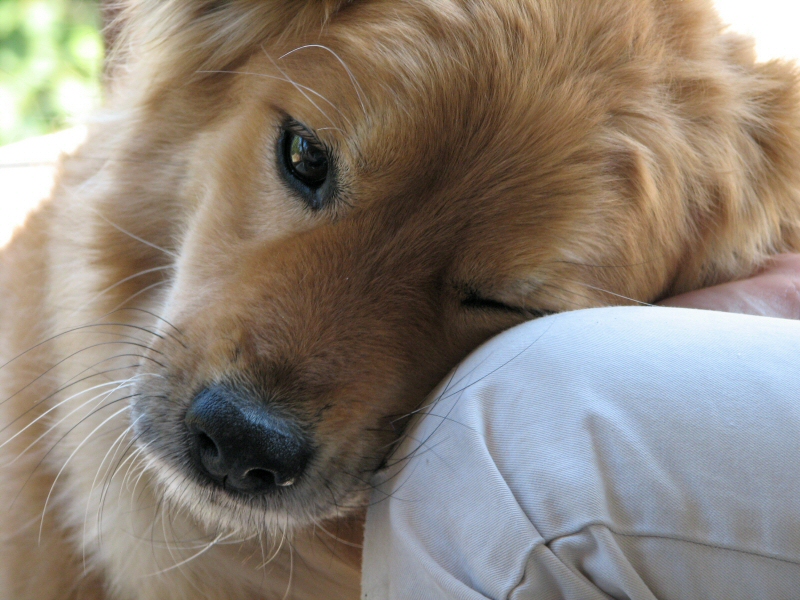 Cane con testa appoggiata sulla gambe di un uomo