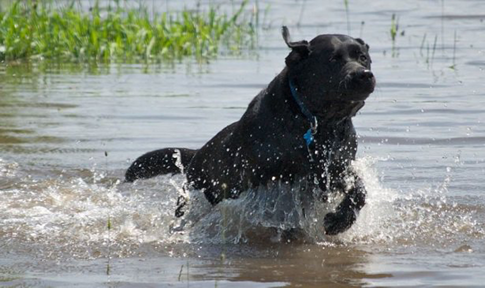 Cane da salvataggio