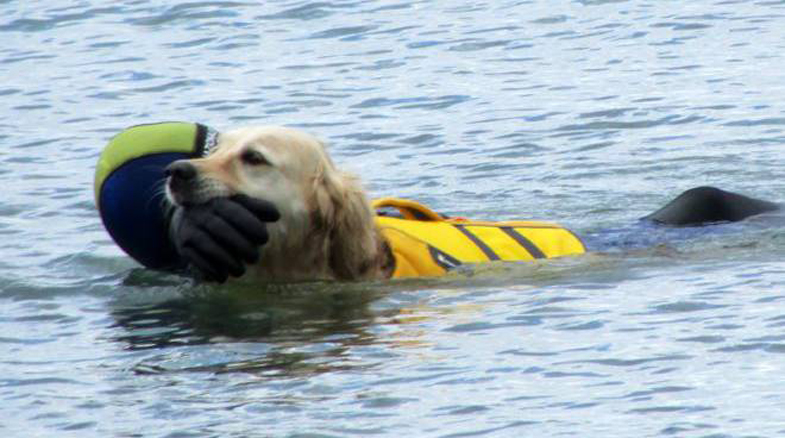 Cane da soccorso si getta in acqua