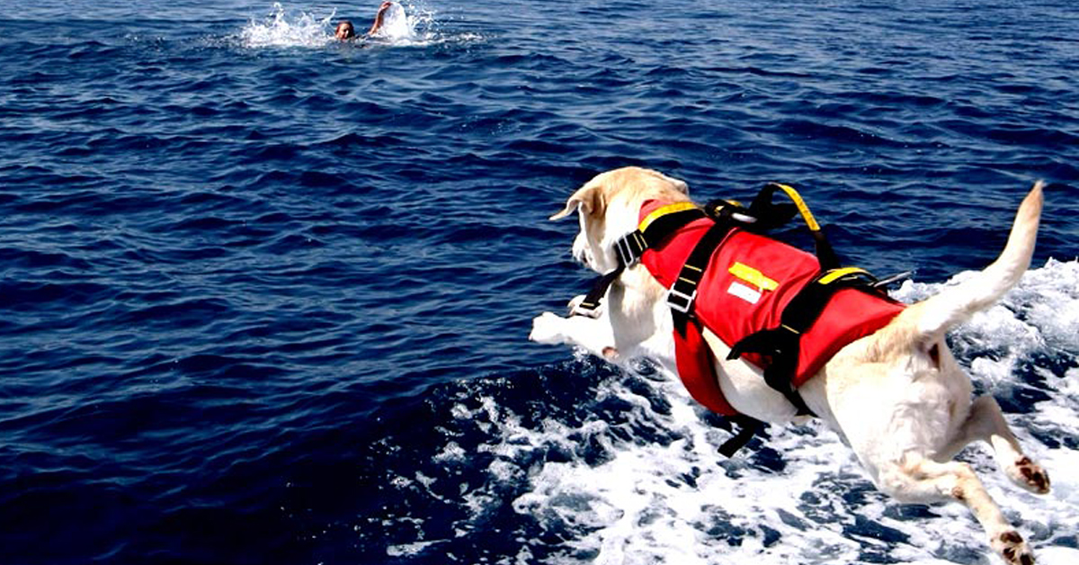 Trapani: cani da soccorso salvano una famiglia in mare