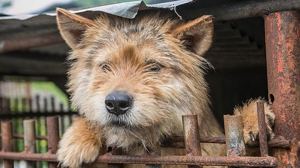 Cane dentro una gabbia