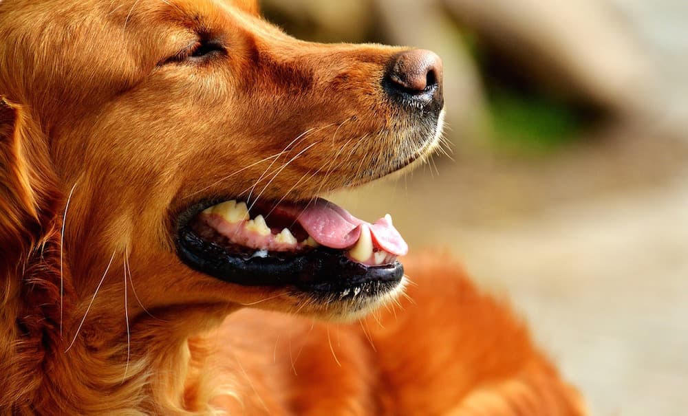 Cane di profilo che osserva